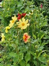 Red and yellow dahlias with green leaves Royalty Free Stock Photo