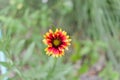 Red and yellow daisey in Central Florida park. Royalty Free Stock Photo