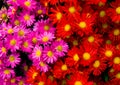 Red and yellow daisies