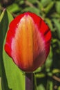 Red Yellow Darwin Tulip Blooming