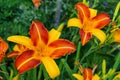 Red-yellow daylilies flowers or Hemerocallis. Daylilies on green leaves background. Flower beds with flowers in garden. Royalty Free Stock Photo