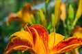 Red-yellow daylilies flowers or Hemerocallis. Daylilies on green leaves background. Flower beds with flowers in garden. Royalty Free Stock Photo