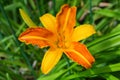 Red-yellow daylilies flowers or Hemerocallis. Daylilies on green leaves background. Flower beds with flowers in garden. Royalty Free Stock Photo