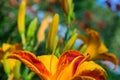 Red-yellow daylilies flowers or Hemerocallis. Daylilies on green leaves background. Flower beds with flowers in garden. Royalty Free Stock Photo