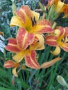Red-yellow daylilies flowers or Hemerocallis. Daylilies on green leaves background. Flower beds with flowers in garden. Royalty Free Stock Photo