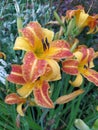 Red-yellow daylilies flowers or Hemerocallis. Daylilies on green leaves background. Flower beds with flowers in garden. Royalty Free Stock Photo