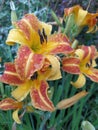 Red-yellow daylilies flowers or Hemerocallis. Daylilies on green leaves background. Flower beds with flowers in garden. Royalty Free Stock Photo