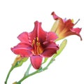 Red and yellow daylilies on isolated white background.