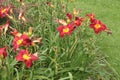 red yellow daylilies lilies plants flowers next to grass and in long grass green. p Royalty Free Stock Photo