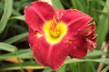 red yellow daylilies lilies plants flowers next to grass and in long grass green. p Royalty Free Stock Photo