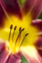 Red & Yellow Daylily Stamen Abstract