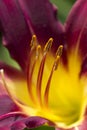 Red & Yellow Daylily Stamen Macro