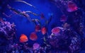 Red and yellow discus fish with other different kind of fishes swimming underwater Royalty Free Stock Photo