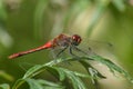 Dragonfly sits on the grass in the meadow