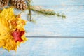 Red and yellow dry autumn maple leaves, fall twigs and cedar cones on a blue wooden table or background. fall materials for childr Royalty Free Stock Photo