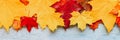 Red and yellow dry autumn maple leaves, top in a row on a blue wooden background. fall concept. flat lay, space for text. banner. Royalty Free Stock Photo