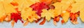 red and yellow dry autumn maple leaves, top in a row on a blue wooden background. fall concept. flat lay, space for text. banner. Royalty Free Stock Photo