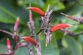 Red yellow dry heliconia flower from the tropical nature, Malaysia