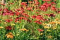 Red and yellow echinacea