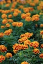 Red with Yellow edge marigold flowers in garden