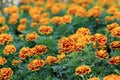 Red with Yellow edge marigold flowers in garden