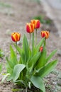 Red with yellow edge tulips grown in the garden