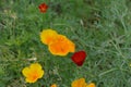 Red and yellow Eschscholzia californica