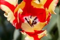 Red and Yellow Feathered Parrot Spring Tulip Flower Royalty Free Stock Photo