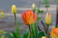 Red and Yellow Fire Tulip