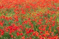 Red and yellow fireworks of poppies and yellow wild meadow flowers in Tuscany