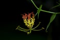 Red and yellow `Flame Lily` flower