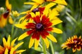 Red and yellow flower arizona sun in the meadow