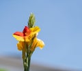 Red and yellow flower, blue sky Royalty Free Stock Photo