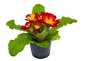 Red and Yellow Flower Bouquet of the Primula Plant, Primula Latin Name. Cut On White Background