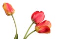 Red-yellow Flower bouquet. Three tulips isolated on a white