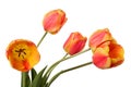 Red-yellow Flower bouquet. Tulips isolated on a white background Royalty Free Stock Photo