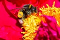 Red yellow flower with a bumblebee collecting pollen or nectar. Macro natural image Royalty Free Stock Photo