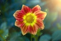 Red-yellow flower dahlia mignon macro