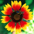 Red-yellow flower - Gaillardia aristata Royalty Free Stock Photo