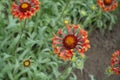 Red and yellow flower of Gaillardia Fanfare Royalty Free Stock Photo