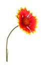 Red and yellow flower of a Gaillardia on white Royalty Free Stock Photo