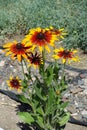 Red and yellow flower heads of black eyed Susan in June Royalty Free Stock Photo