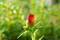 Red yellow flower moss-rose purslane ,succulent plant blooming in garden with soft selective focus for pretty background ,macro im Royalty Free Stock Photo