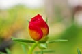 Red yellow flower moss-rose purslane ,succulent plant blooming in garden with soft selective focus for pretty background ,macro im Royalty Free Stock Photo