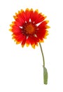 Red and yellow flower of a Gaillardia on white Royalty Free Stock Photo