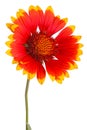 Red and yellow flower of the perennial Indian blanketflower, also known as sundance or firewheel, a hybrid with the scientific Royalty Free Stock Photo