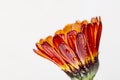 Red yellow flower pot marigold Royalty Free Stock Photo
