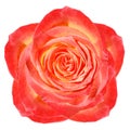 Red-yellow flower rose  on a white isolated background with clipping path.  no shadows. Royalty Free Stock Photo