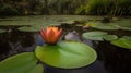 a red and yellow flower sitting on top of a lily pad in a pond with lily pads on the surface of the water and palm trees in the Royalty Free Stock Photo