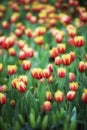 Flower tulips background. Beautiful view of color tulips field Royalty Free Stock Photo